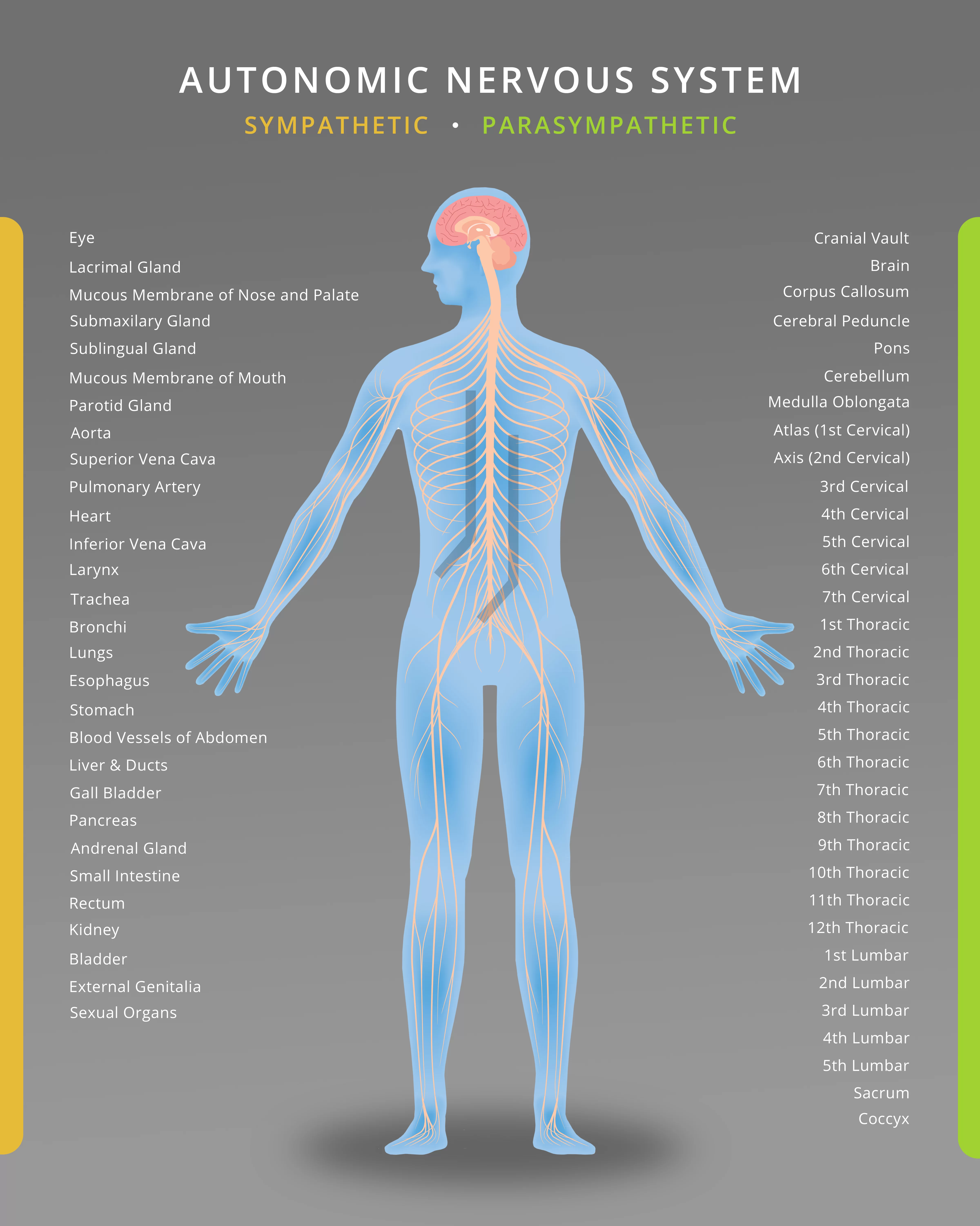 Chronic Pain Treatment in Fremont, CA — Joly Chiropractic